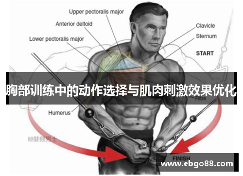 胸部训练中的动作选择与肌肉刺激效果优化